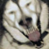lilvrog